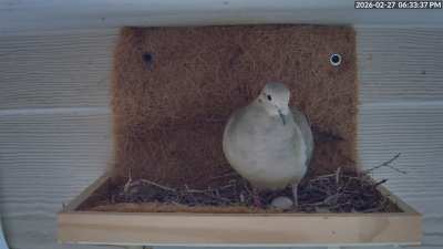 We have our first egg of the year!