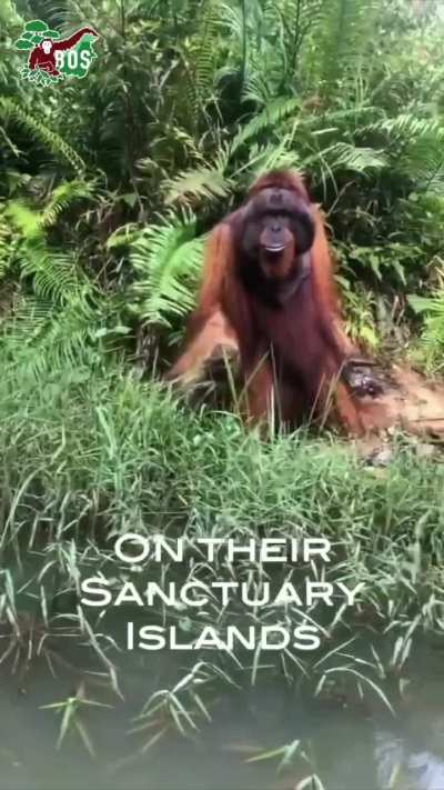 Imagine cruising through the jungle and suddenly meeting this mysterious wizard!