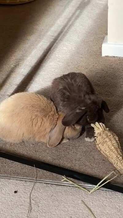 Some rare cinnamon on Eevee kissing action (Eevee is the kisser in this relationship 😘)