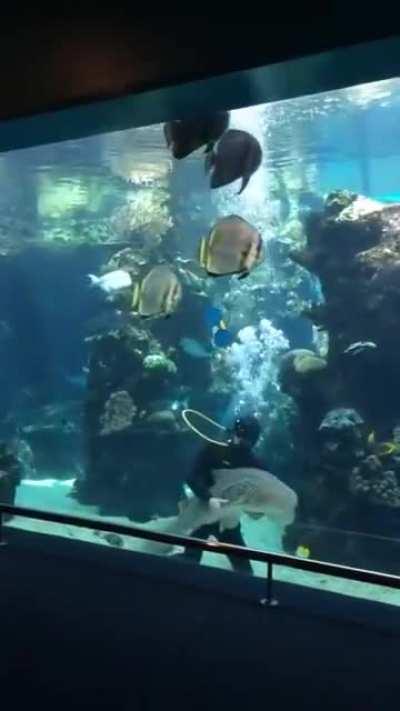 This Shark approaching a diver