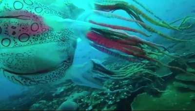 This enormous box jellyfish with incredibly rare markings was filmed off PNG by Scuba Ventures Kavieng