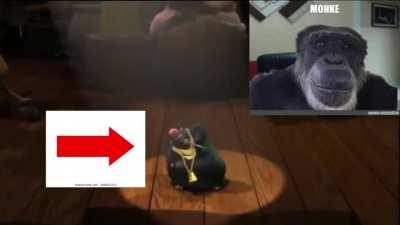 certified hood classic