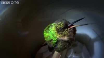 Govt drones sending out signals to the aliens