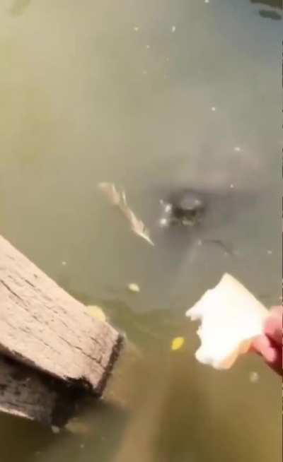 Where is my piece of bread? 