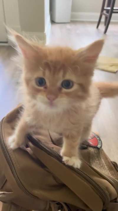 Baby Leo aka Mr. Tuff Guy