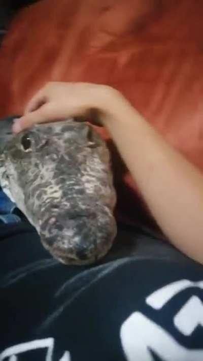 Just wanted some pets