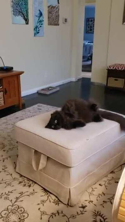 My cat was flipping around on the ottoman desperate for attention. Believe it or not, she has already had cuddles a few times this morning.