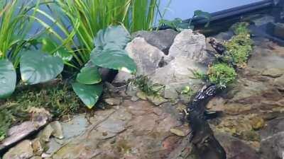 I have redone my stream aquarium once again.