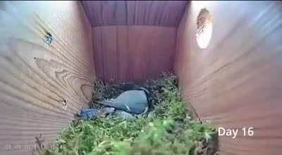 Заселение в скворечник