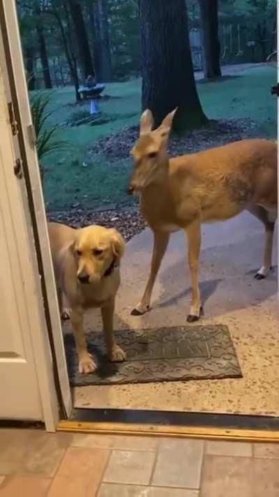 He brought a new friend home with him