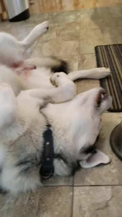 When's it's meal time my husky throws himself on his back, pretends not to see me and won't eat until I force a kebble into his mouth