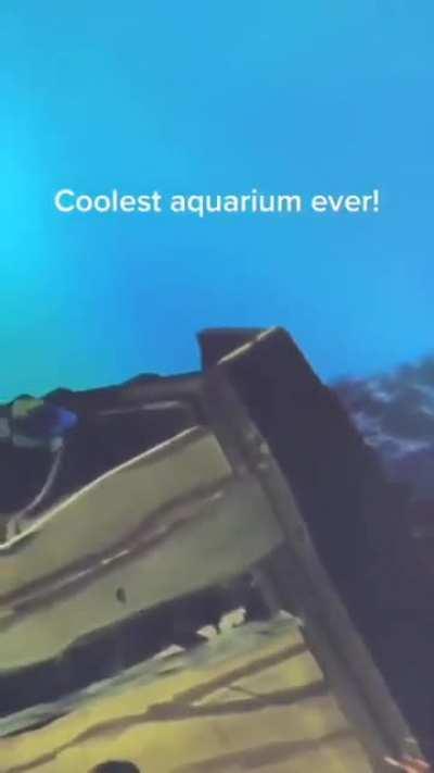 This aquarium allows kids to see the fish they drew inside it!!