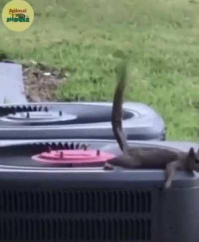 Blursed_Squirrel
