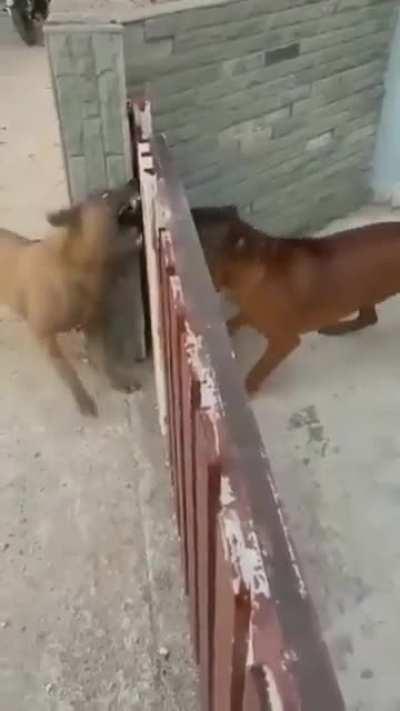 Raiva, de boa, raiva, de boa