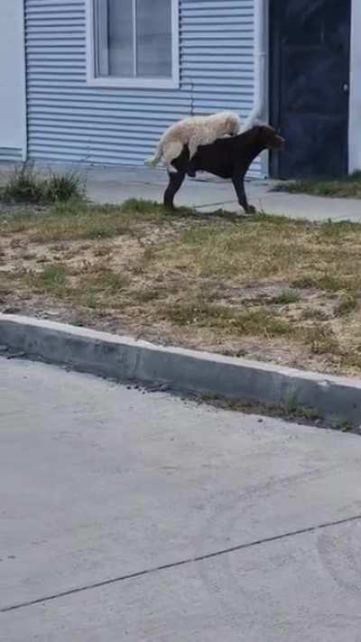 Have at it, son. 😎