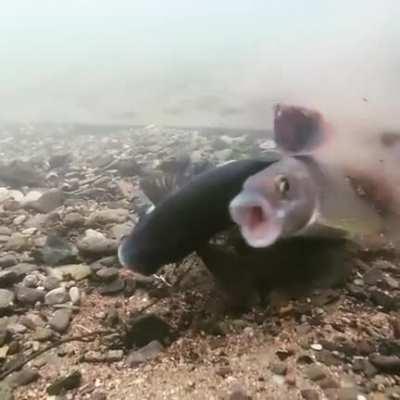 What are these 2 fish doing? (NO JOKE ANSWERS PLEASE)