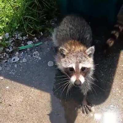 This little cutie walked up to me and did This while I was taking his picture