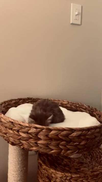 A year ago, we got Pippin. Today, we got Merry.