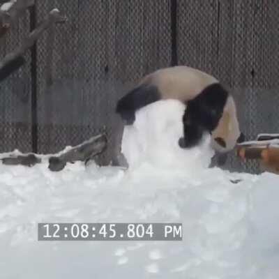 Snow day at Toronto Zoo