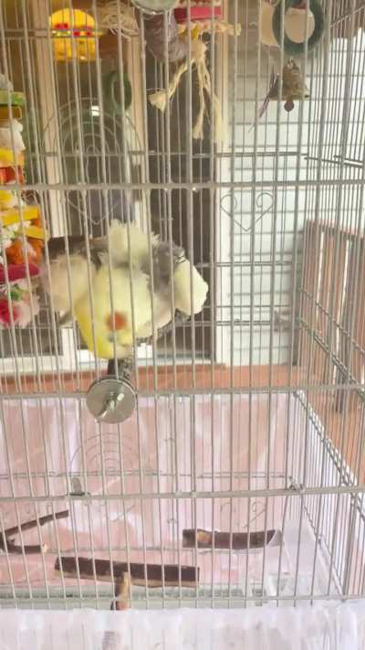 chicken decided today he would cooperate with shower