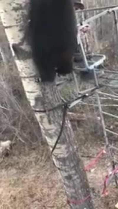 Hunter experiences close encounter with a bear