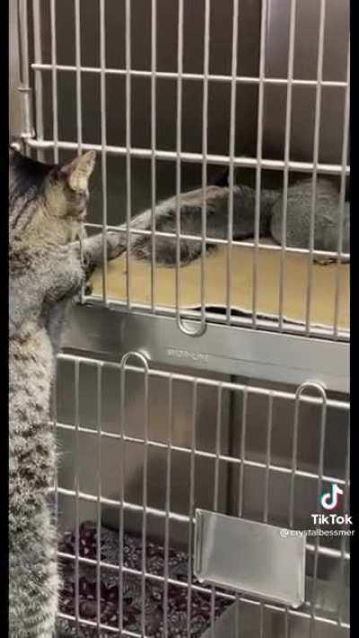 Vet patient therapy cat