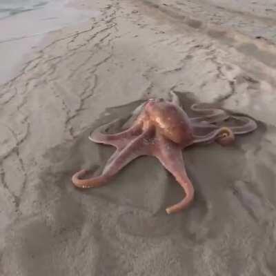 Octopus walking on sand, but it's not real, hyper-realistic simulation by @ghost3dee.
