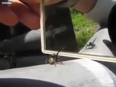 A spider's reaction when it sees itself infront of a mirror