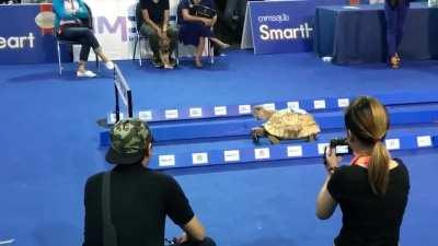 Tortoise and hare racing. Who wins?