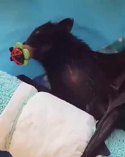 Just in case you're having a bad day, here's a baby bat being cleaned.