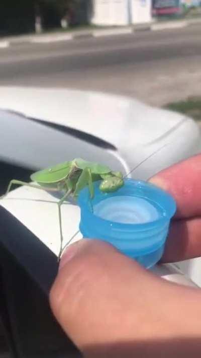 A bro helping out a thirsty praying mantis.