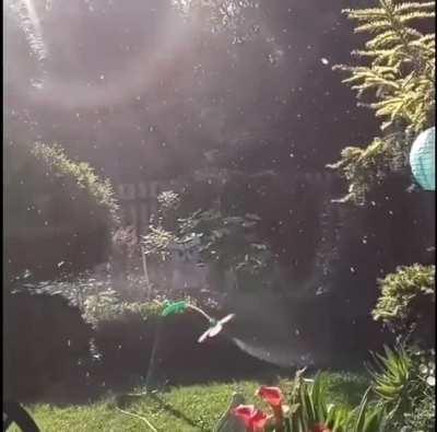 Angry sprinkler