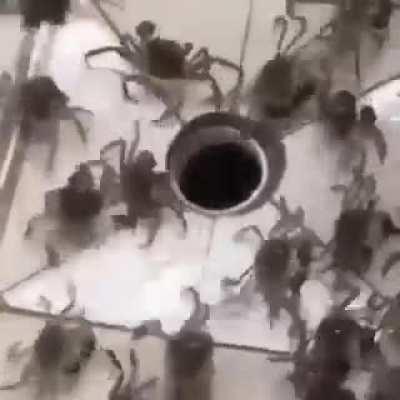 holy shit crab generator