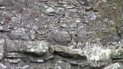 Amazing Camouflage By Nature Given to Baby Birds That Need It