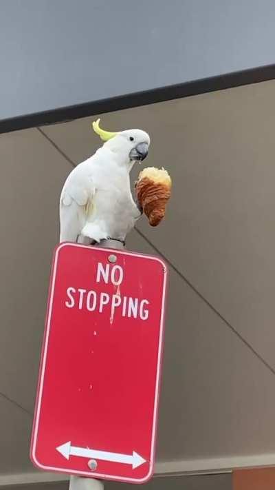 a croissant for the fellow