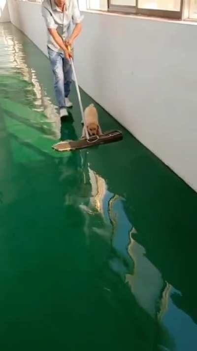 This little pupper helping to clean the floor:D