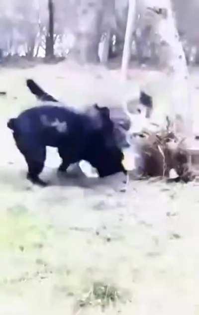 Never underestimate a cat!