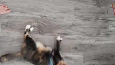 First time in a harness. Cat broken.