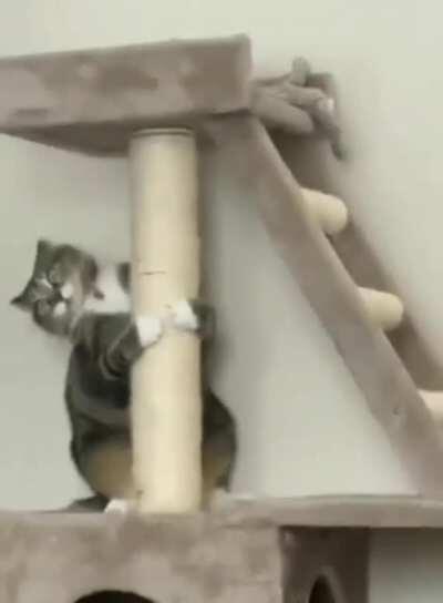 A wildcat in it's natural environment