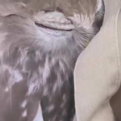 Owl enjoying the coziest of places to sleep