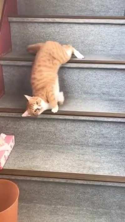 Lazy Cat flows down the stairs