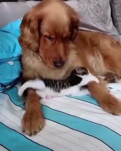 Little kitten is playing with his big friendo