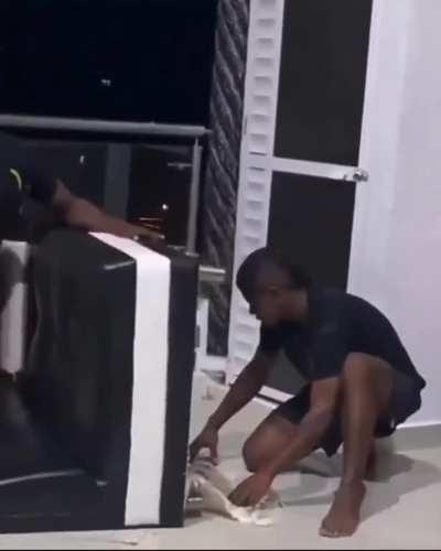 Brazilian pest control