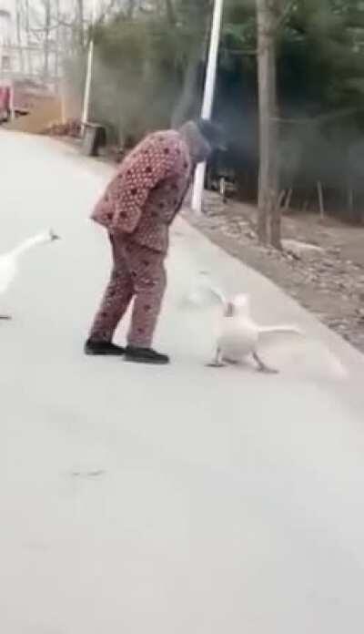 Old man getting goosed