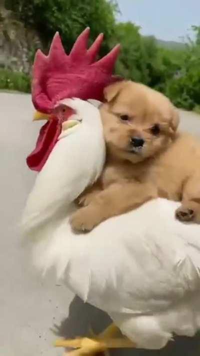 This Removes 99.98% of eye stains