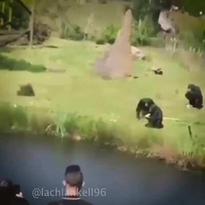 Solo el avatar maestro de los 4 elementos podía detenerlos.