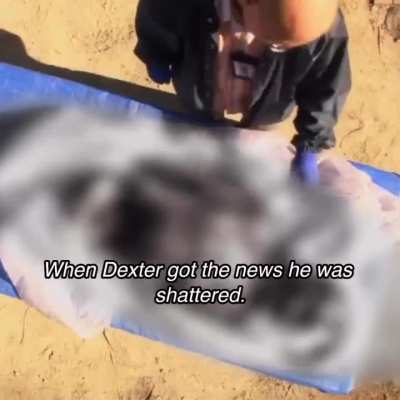 Dexter if it was peak🗣️🗣️