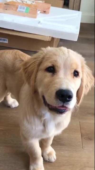 It's his favourite song and he's learned the lyrics