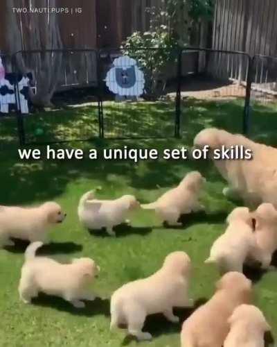 Puppies, they said... It'll be fun, they said...