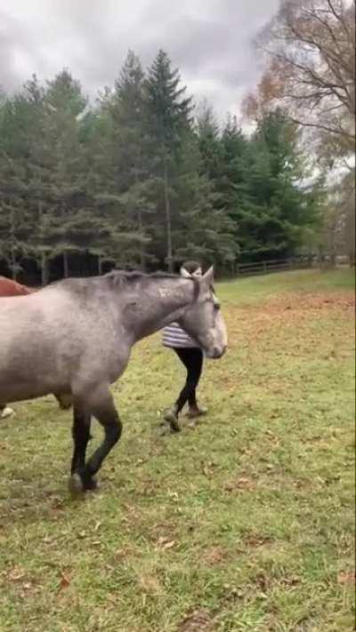 Horse walks along with a imaginary leash